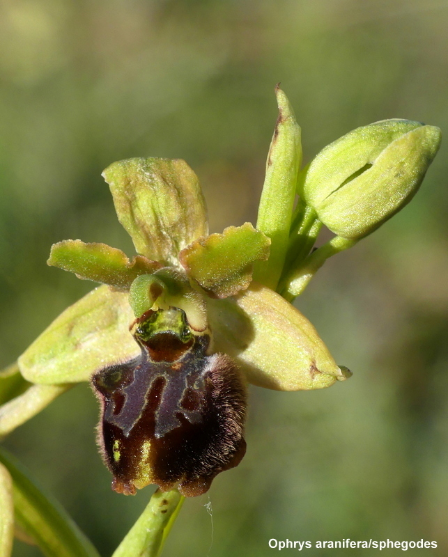 Orchidee a Campo Imperatore tra Medioevo e wilderness  primavera 2023